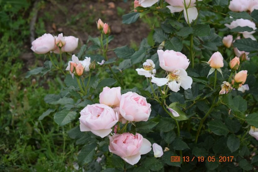  - TRANDAFIRI DE POVESTE I