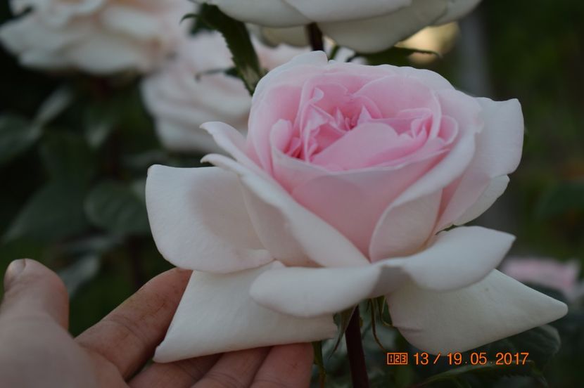  - TRANDAFIRI DE POVESTE I