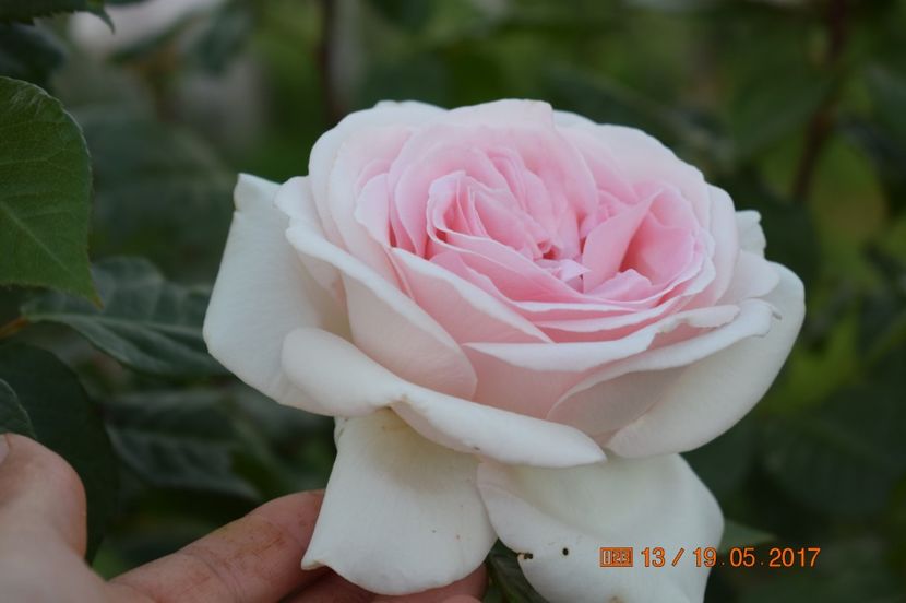  - TRANDAFIRI DE POVESTE I