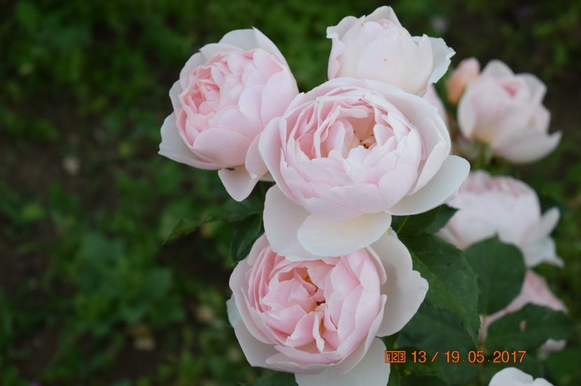  - TRANDAFIRI DE POVESTE I