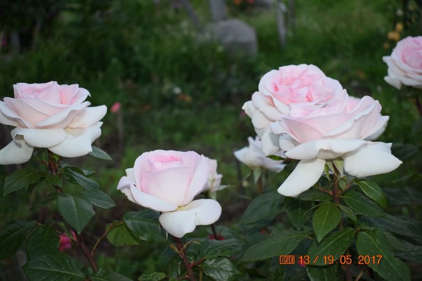  - TRANDAFIRI DE POVESTE I