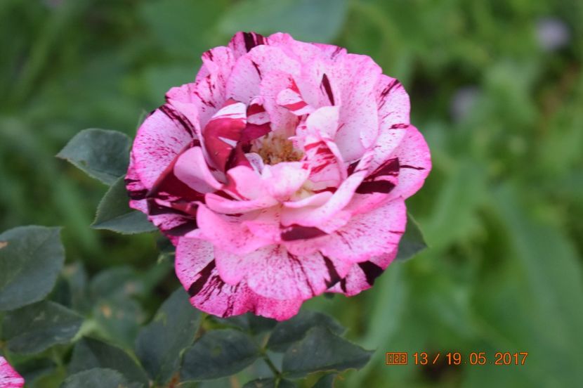  - TRANDAFIRI DE POVESTE I