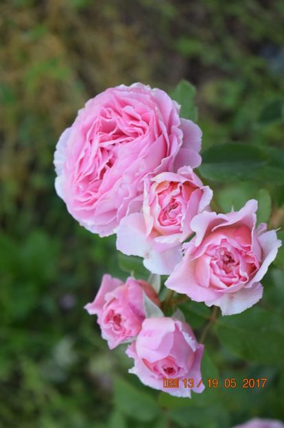  - TRANDAFIRI DE POVESTE I