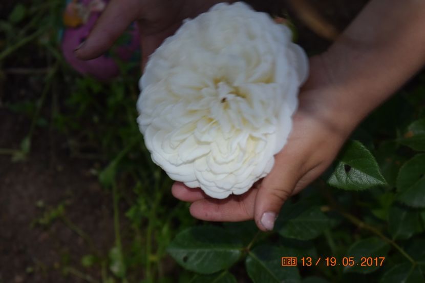  - TRANDAFIRI DE POVESTE I