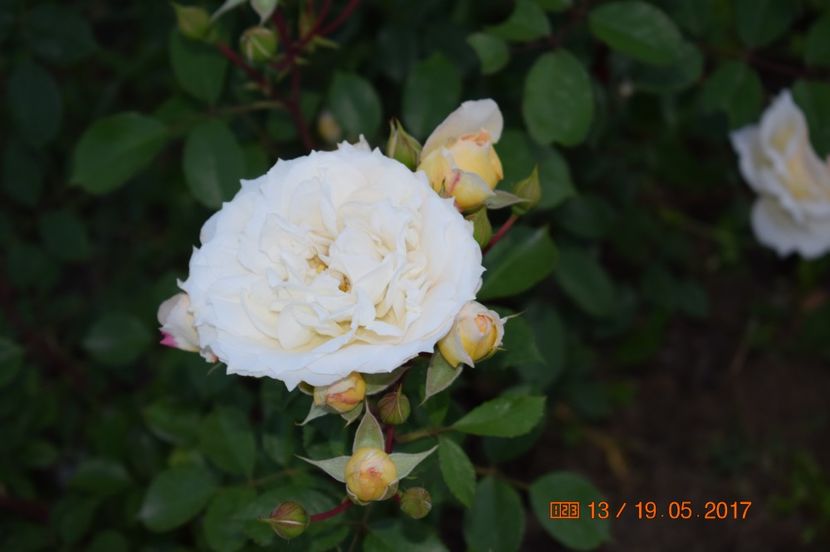  - TRANDAFIRI DE POVESTE I