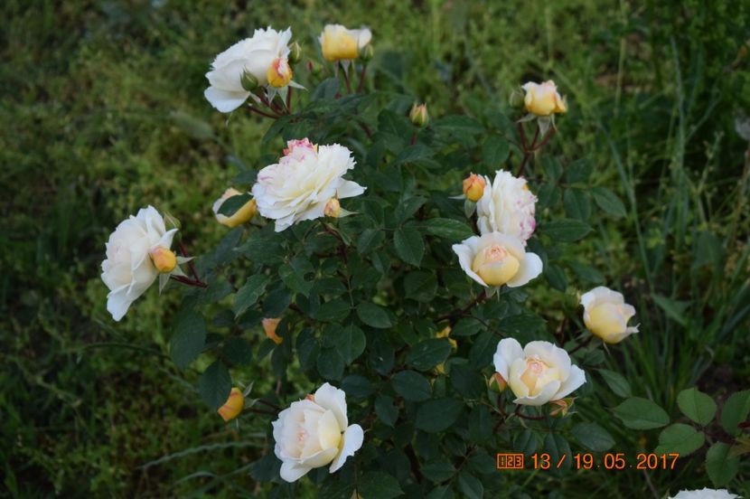  - TRANDAFIRI DE POVESTE I