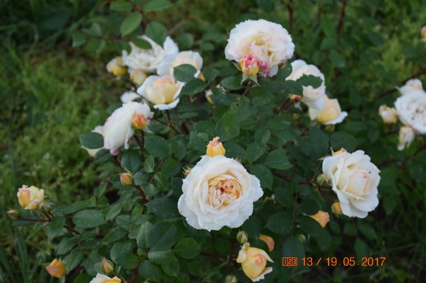  - TRANDAFIRI DE POVESTE I