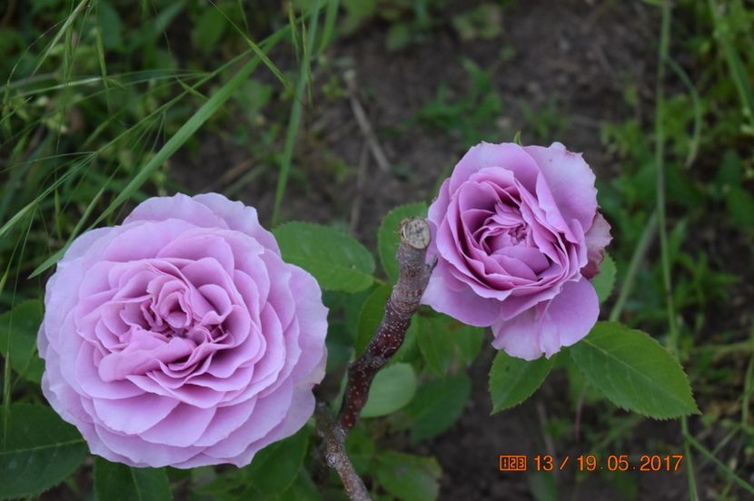  - TRANDAFIRI DE POVESTE I