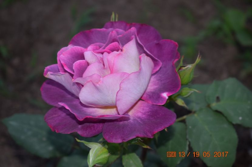  - TRANDAFIRI DE POVESTE I