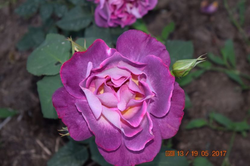  - TRANDAFIRI DE POVESTE I