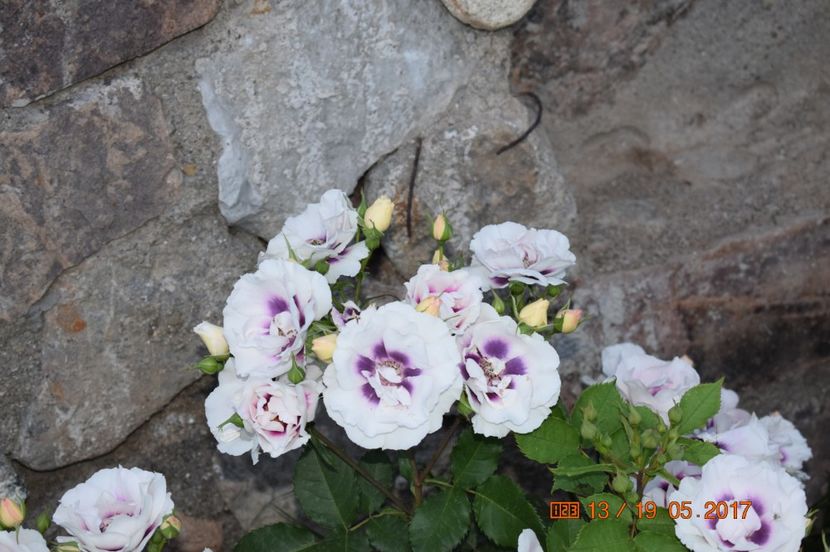  - TRANDAFIRI DE POVESTE I