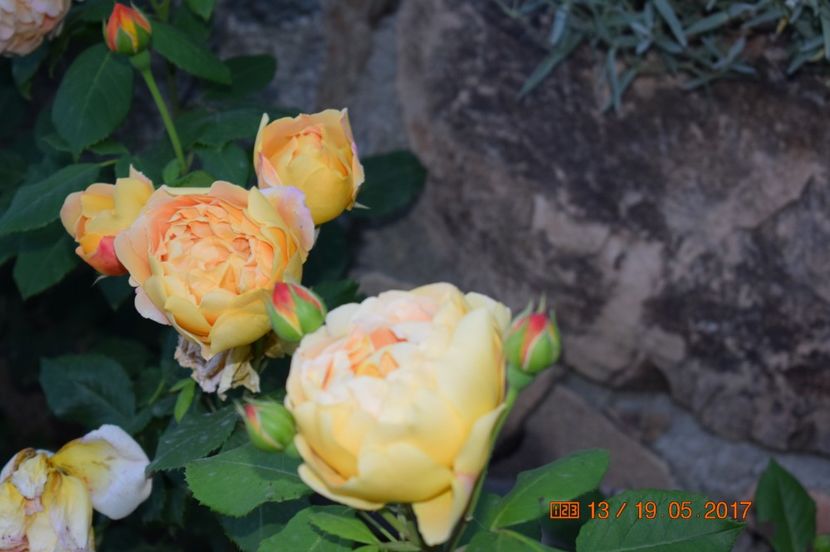  - TRANDAFIRI DE POVESTE I