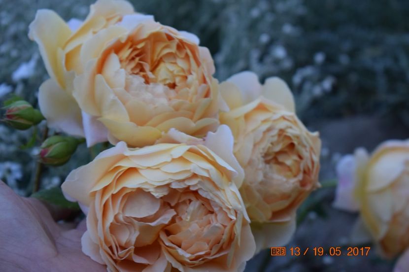  - TRANDAFIRI DE POVESTE I