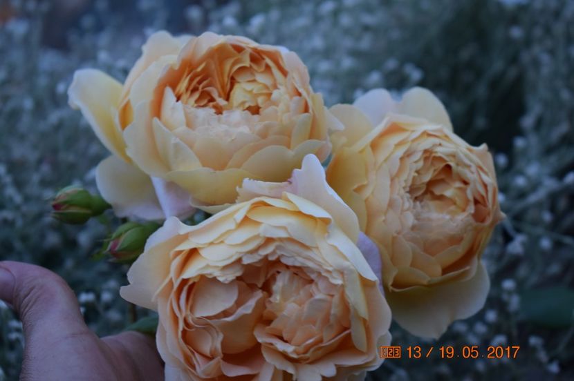  - TRANDAFIRI DE POVESTE I