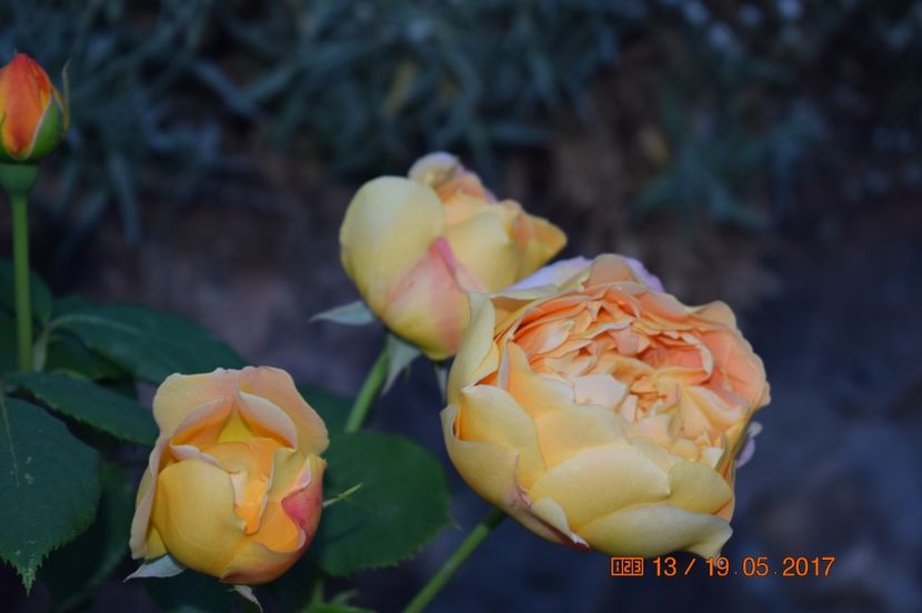  - TRANDAFIRI DE POVESTE I