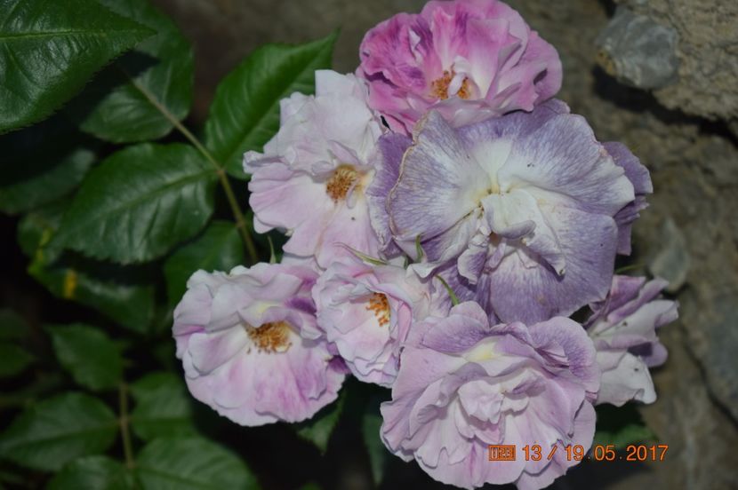  - TRANDAFIRI DE POVESTE I