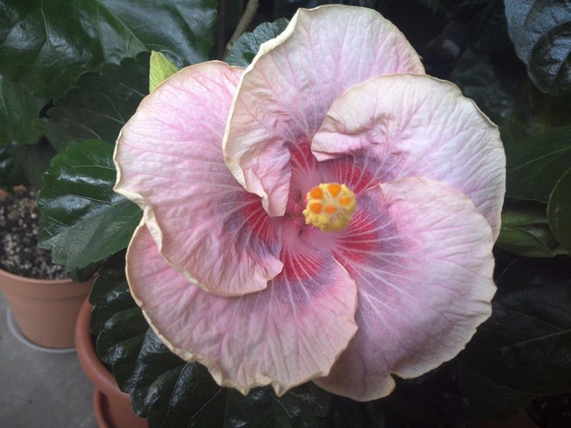 WIN_20170709_100030 - Barry Schlueter