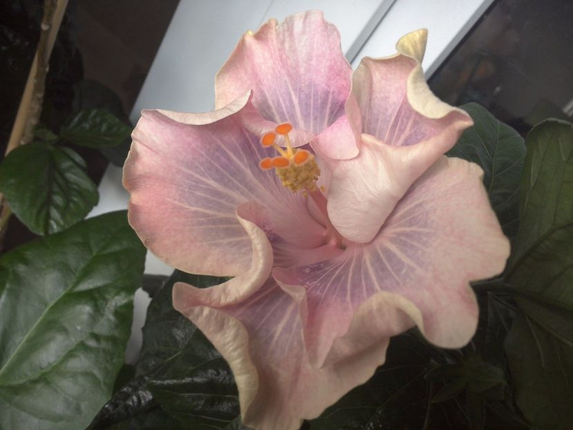 WIN_20170709_100054 - Tahitian Princess