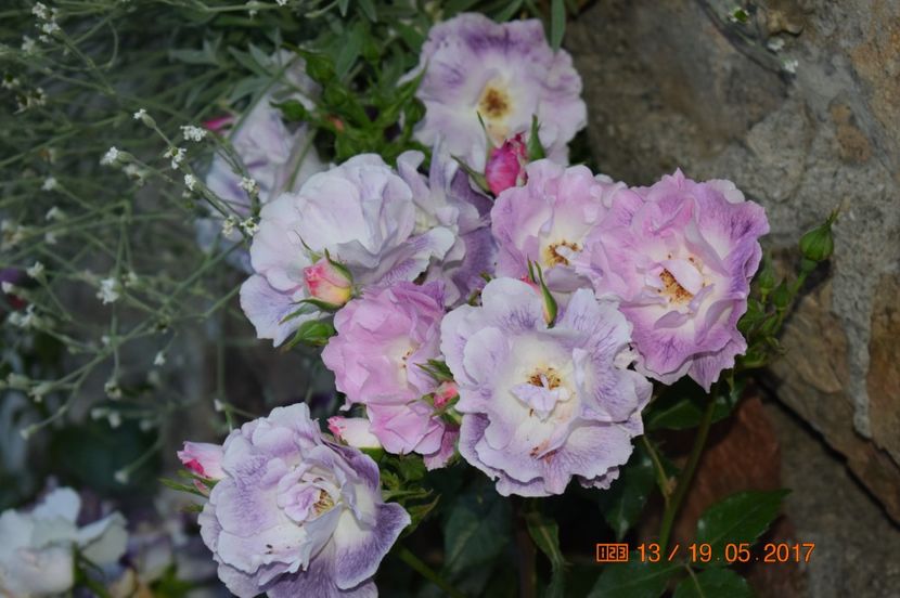  - TRANDAFIRI DE POVESTE I