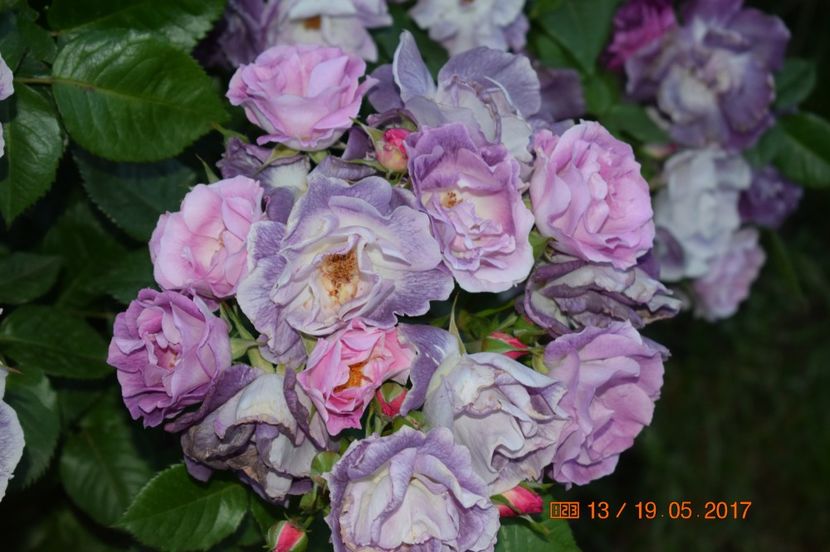  - TRANDAFIRI DE POVESTE I