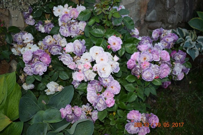  - TRANDAFIRI DE POVESTE I