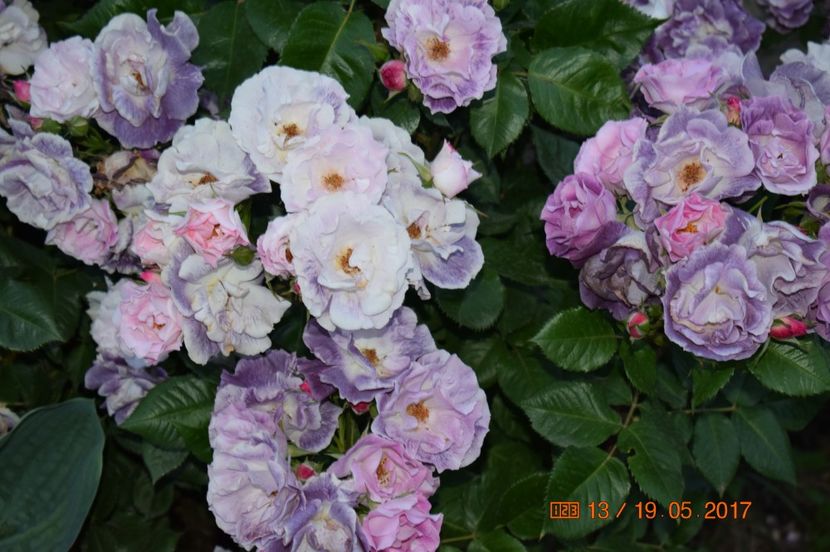  - TRANDAFIRI DE POVESTE I