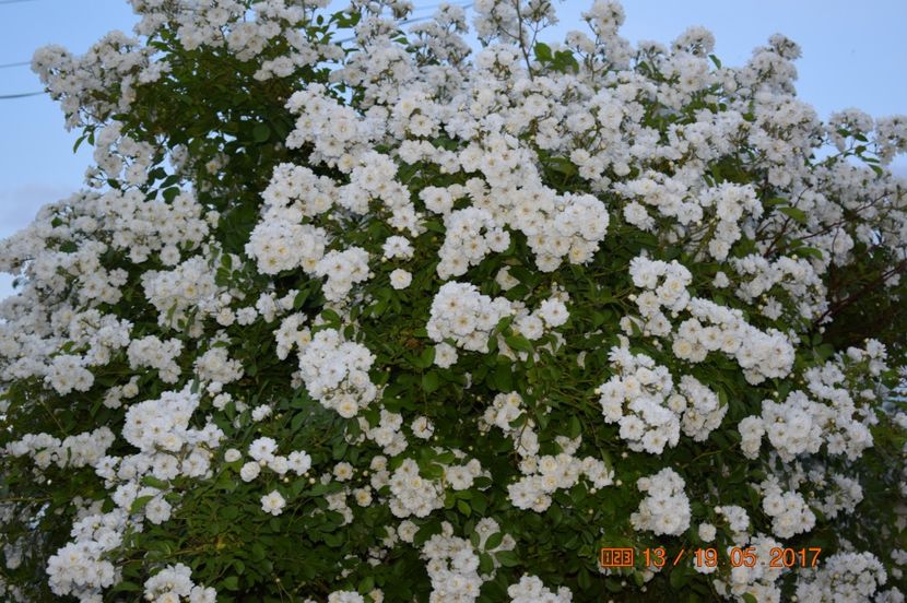  - TRANDAFIRI DE POVESTE I