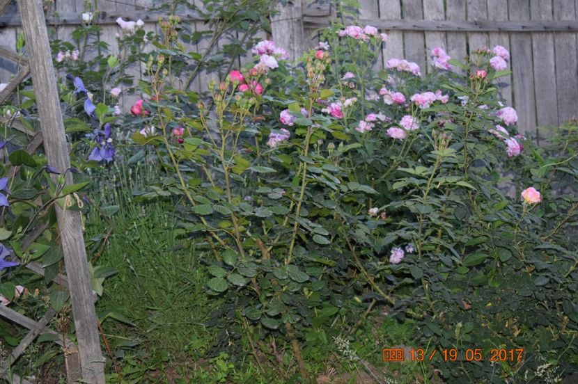  - TRANDAFIRI DE POVESTE I