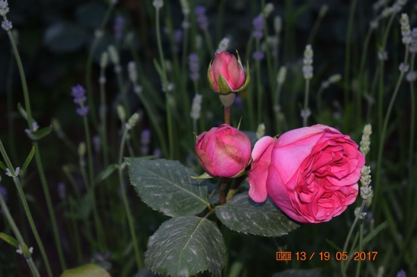  - TRANDAFIRI DE POVESTE I