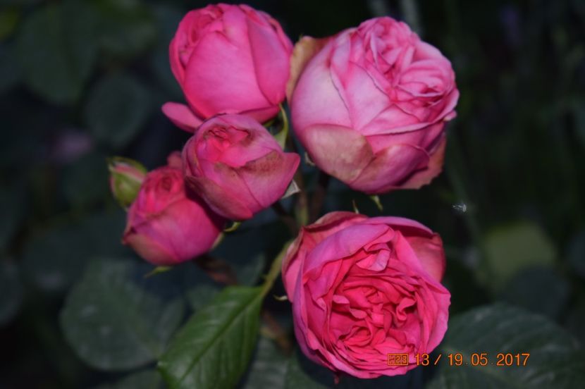  - TRANDAFIRI DE POVESTE I