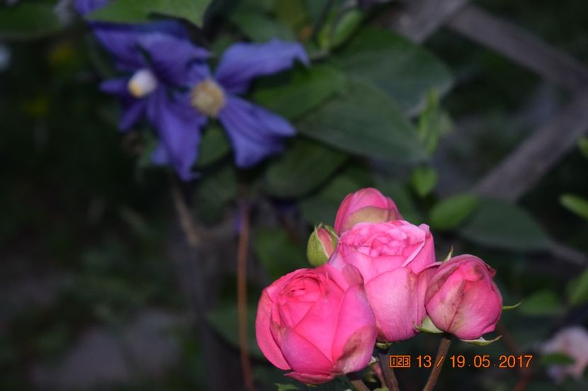  - TRANDAFIRI DE POVESTE I