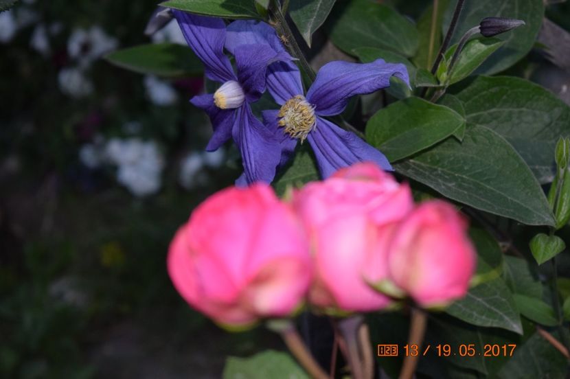  - TRANDAFIRI DE POVESTE I