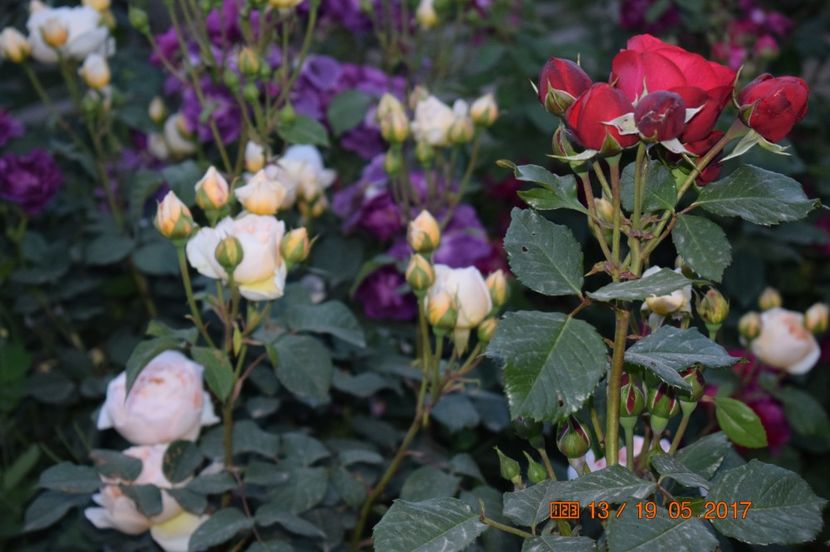  - TRANDAFIRI DE POVESTE I