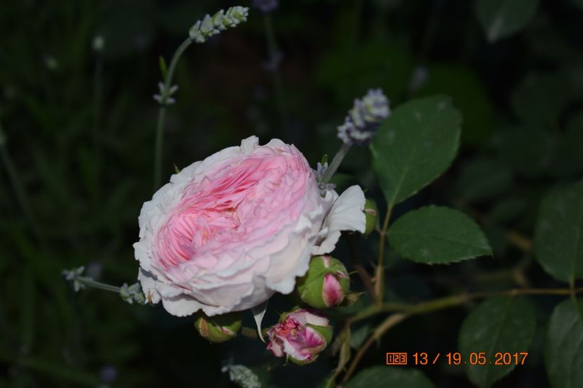  - TRANDAFIRI DE POVESTE I