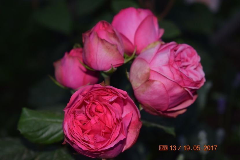  - TRANDAFIRI DE POVESTE I