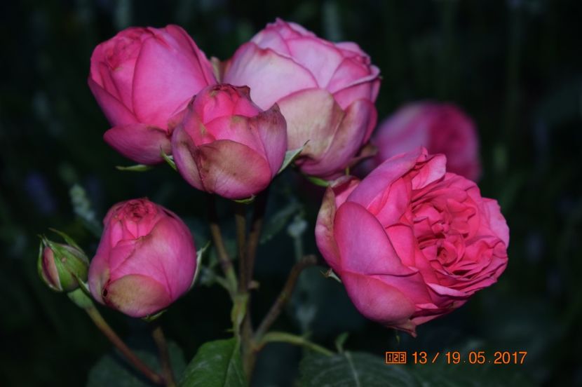  - TRANDAFIRI DE POVESTE I