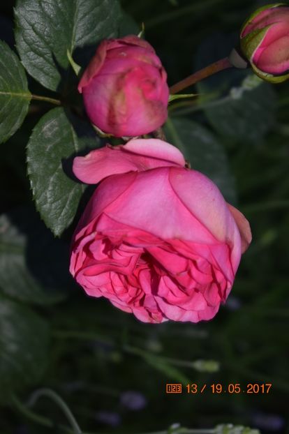  - TRANDAFIRI DE POVESTE I