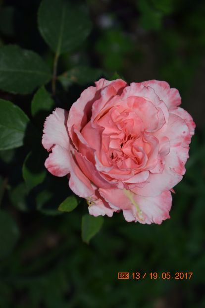  - TRANDAFIRI DE POVESTE I