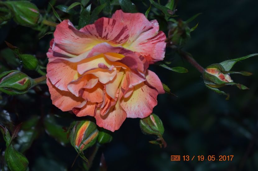  - TRANDAFIRI DE POVESTE I