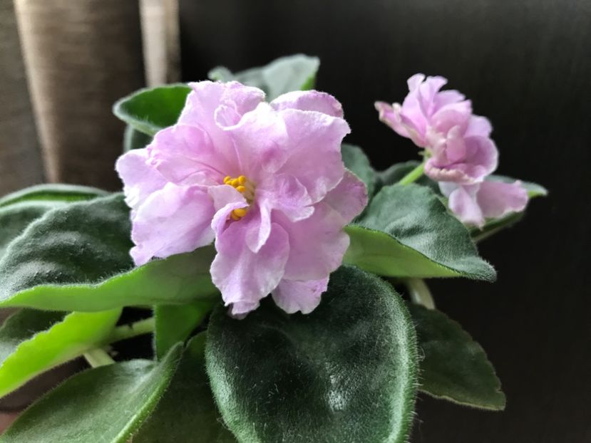 09.07.2017 - RS-Manuela