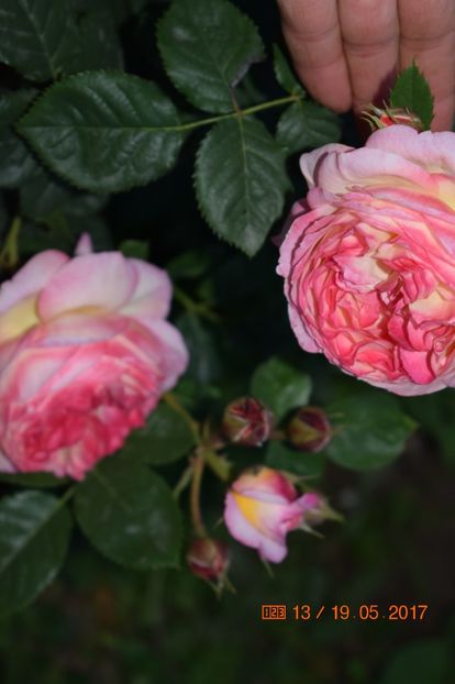  - TRANDAFIRI DE POVESTE I