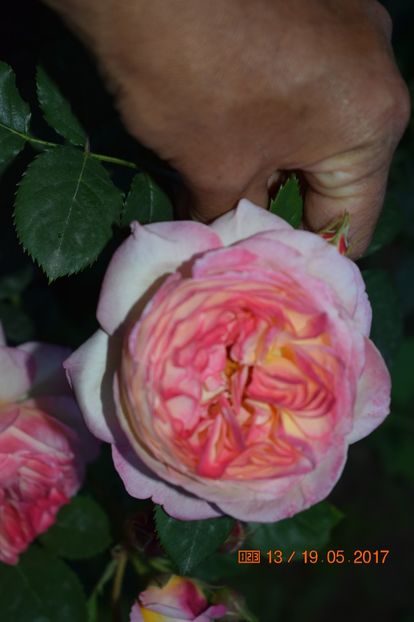  - TRANDAFIRI DE POVESTE I