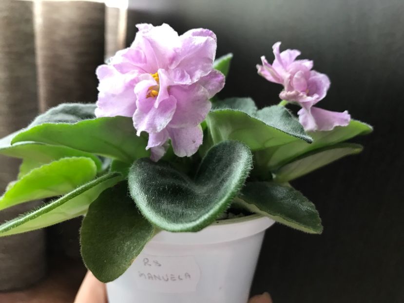 09.07.2017 - RS-Manuela