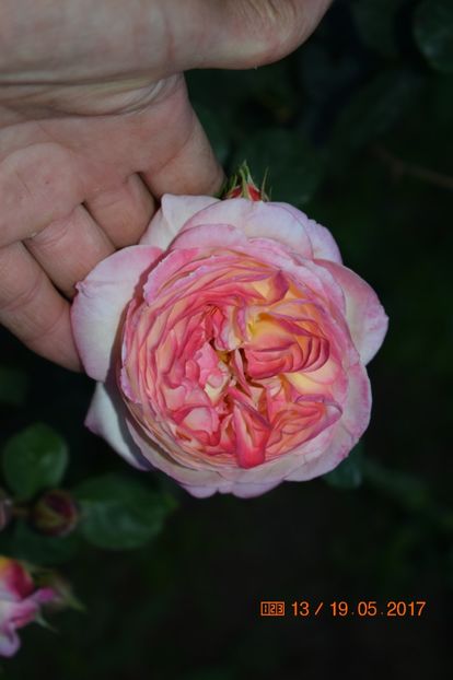  - TRANDAFIRI DE POVESTE I