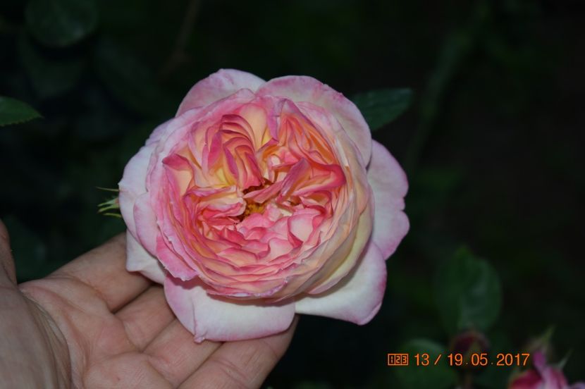  - TRANDAFIRI DE POVESTE I