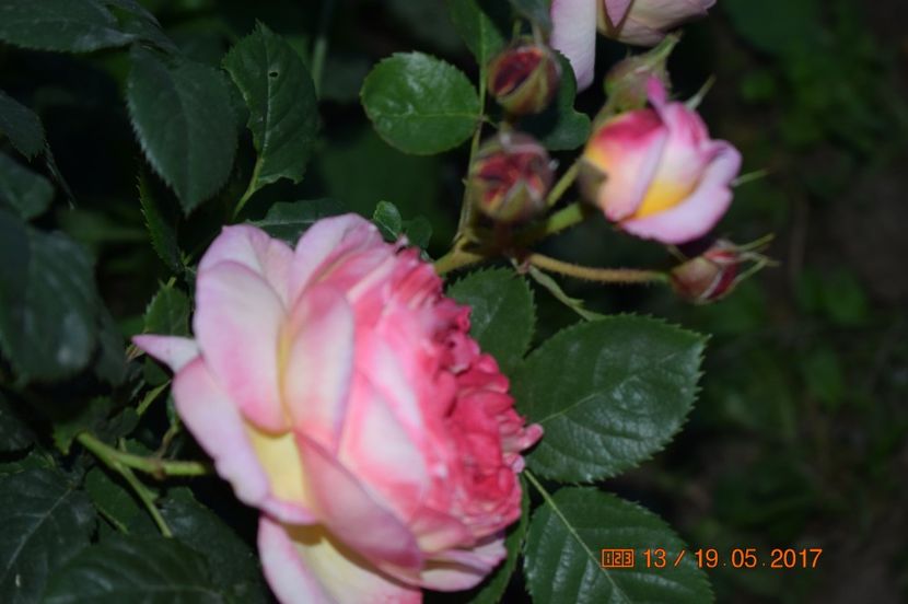  - TRANDAFIRI DE POVESTE I