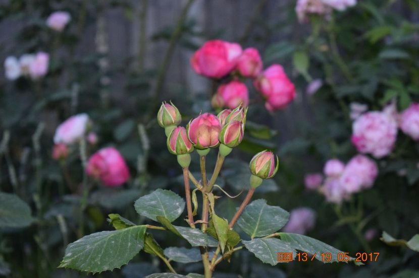  - TRANDAFIRI DE POVESTE I