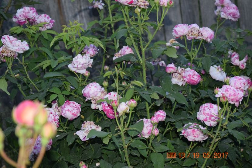  - TRANDAFIRI DE POVESTE I