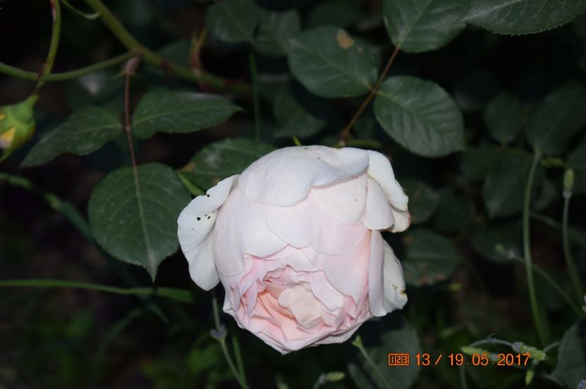  - TRANDAFIRI DE POVESTE I