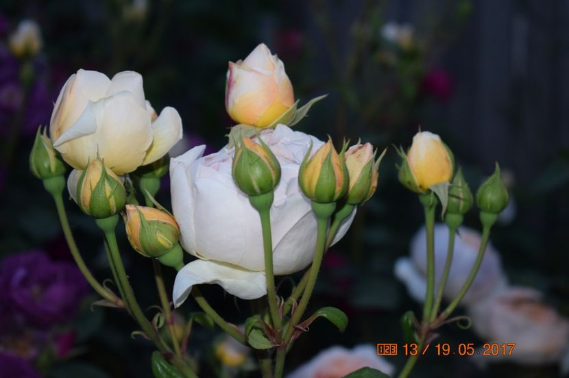  - TRANDAFIRI DE POVESTE I